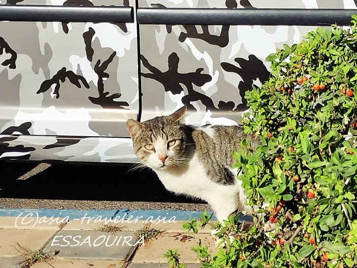 エッサウィラ　猫