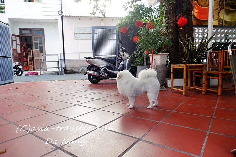 ダナン　看板犬