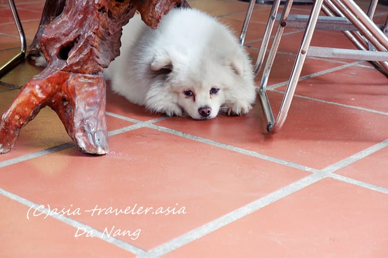 ダナン　看板犬