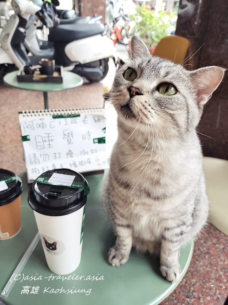 高雄　猫店長