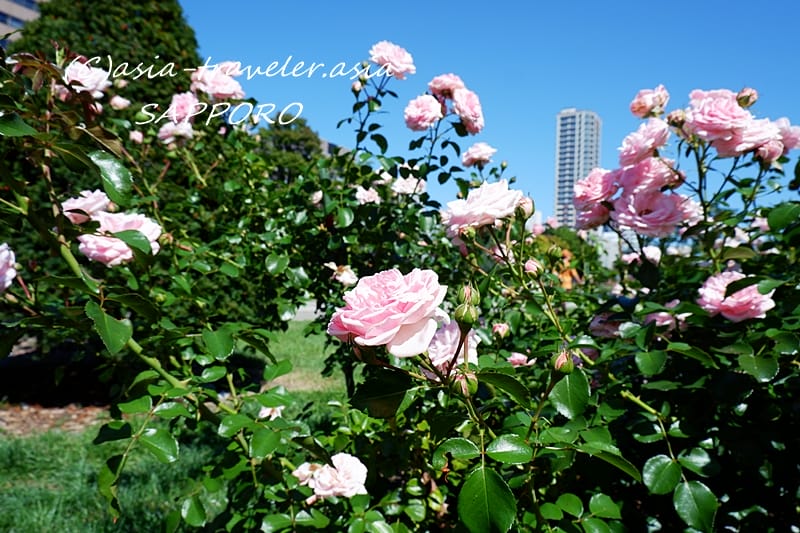 札幌 大通公園　バラ園