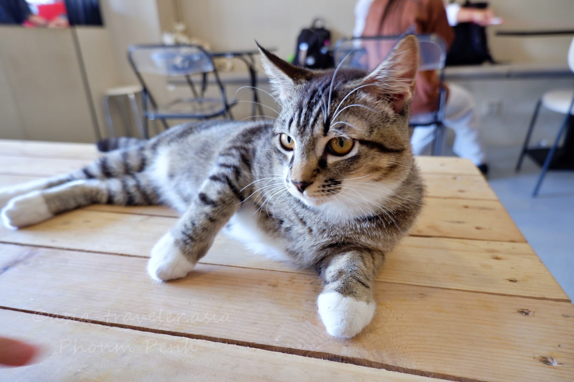 プノンペン 猫カフェ