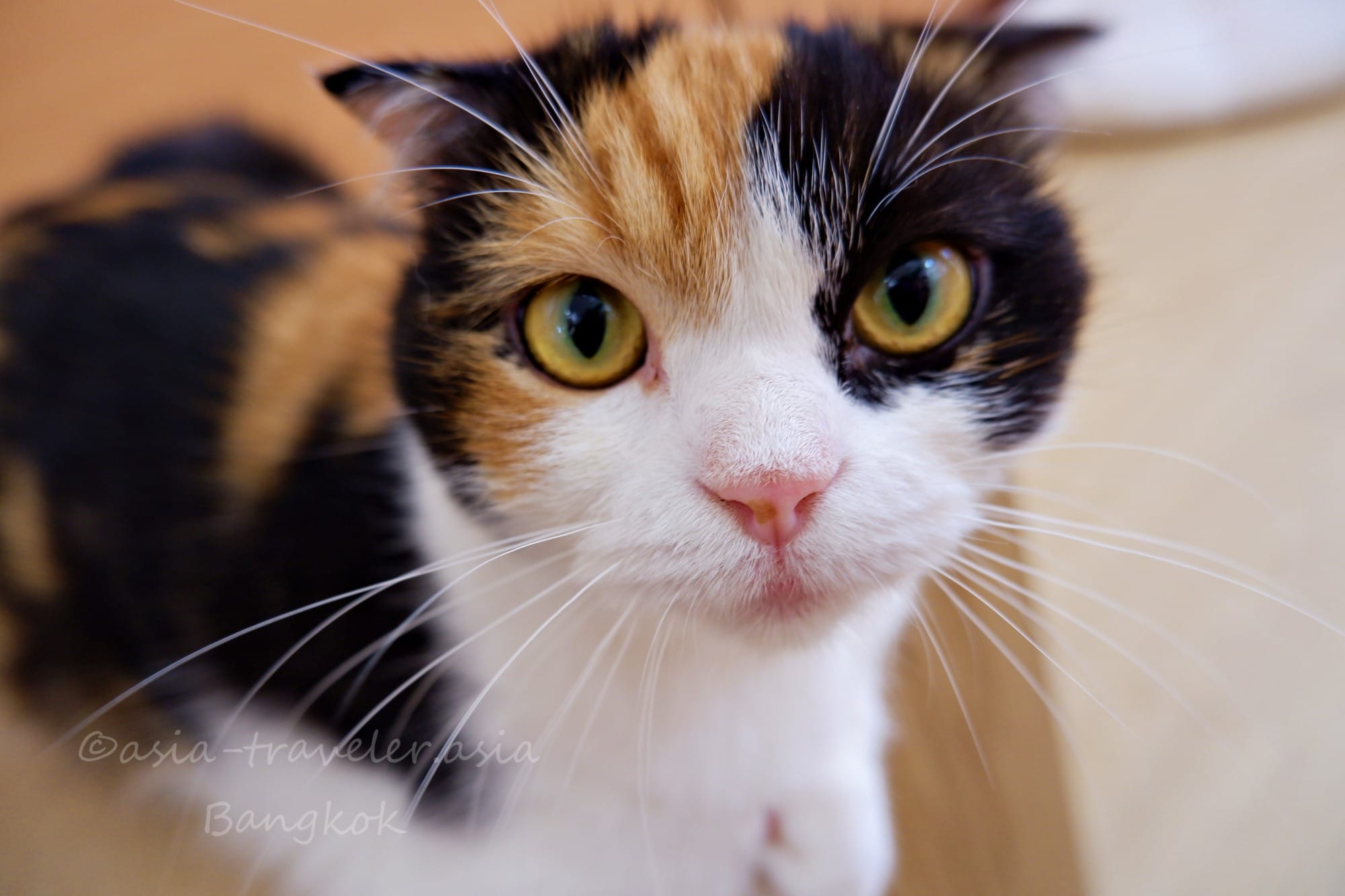 バンコク 猫カフェ