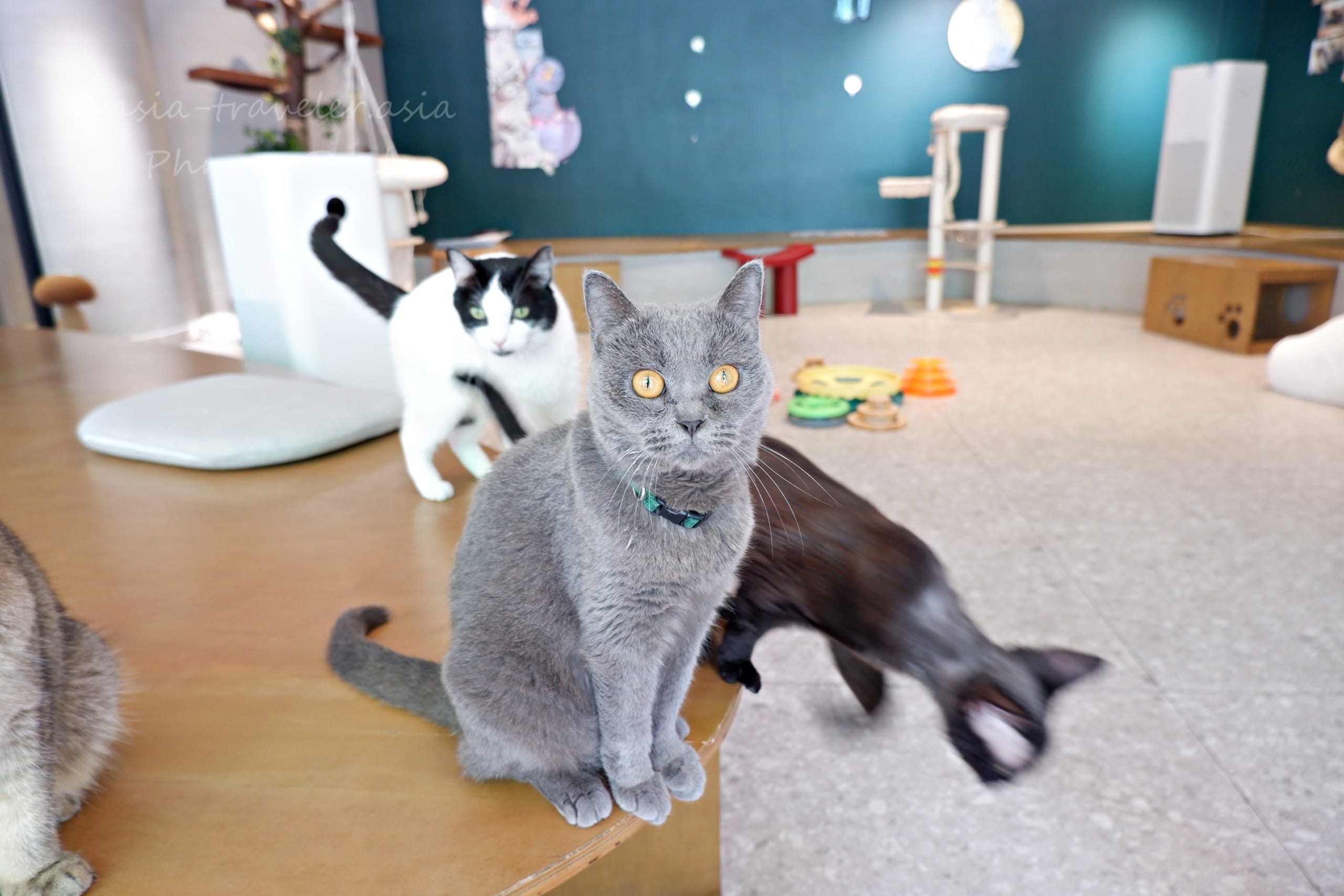 プノンペン 猫カフェ