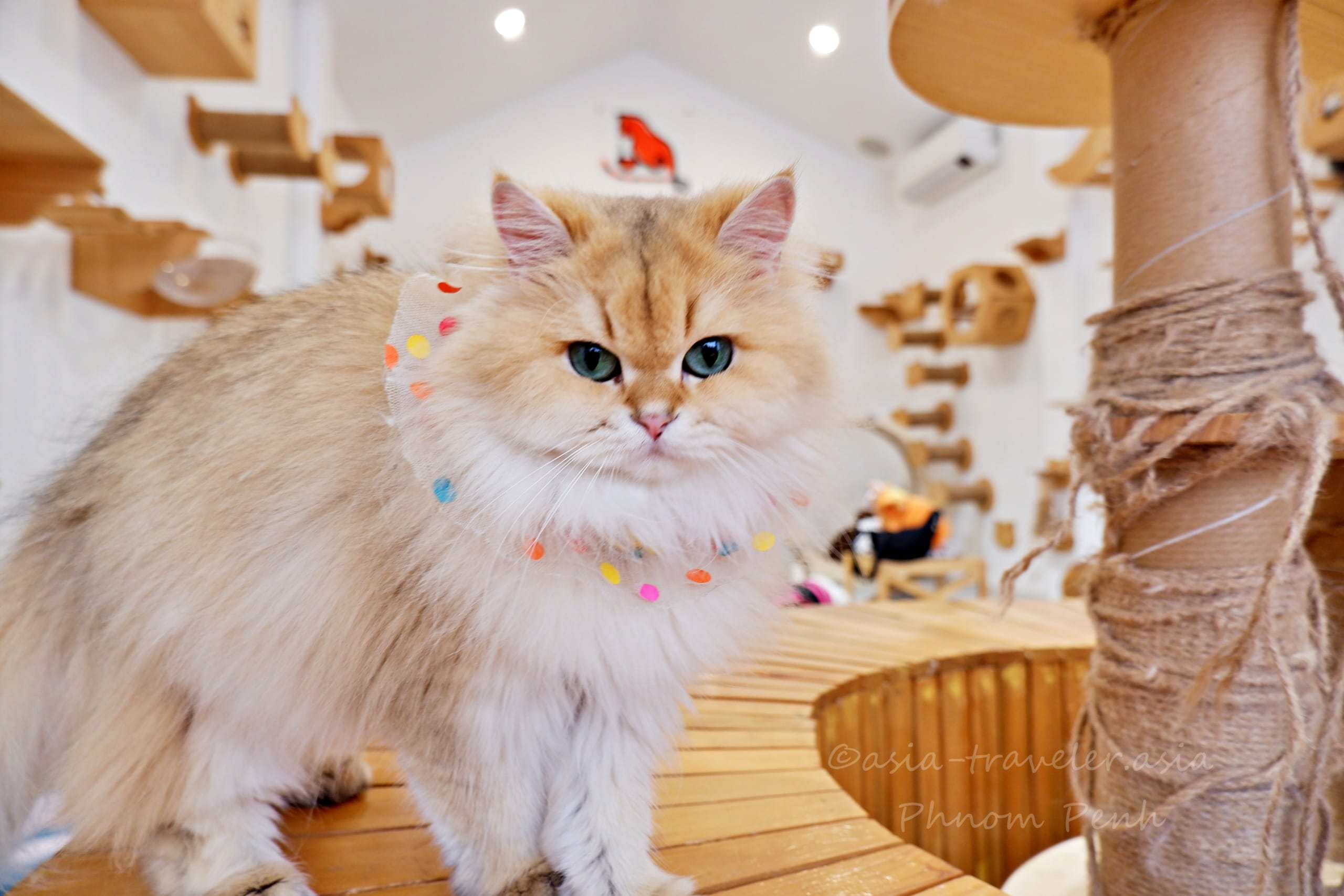 プノンペン 猫カフェ