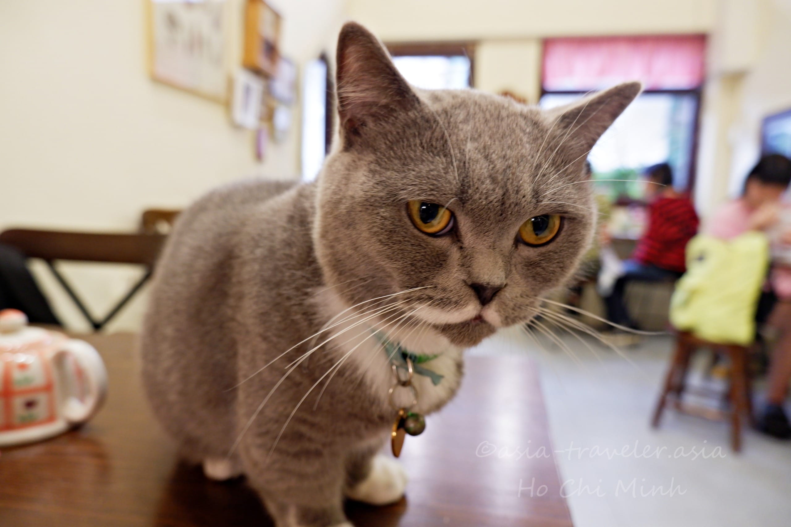 ホーチミン1区 猫がいるカフェ
