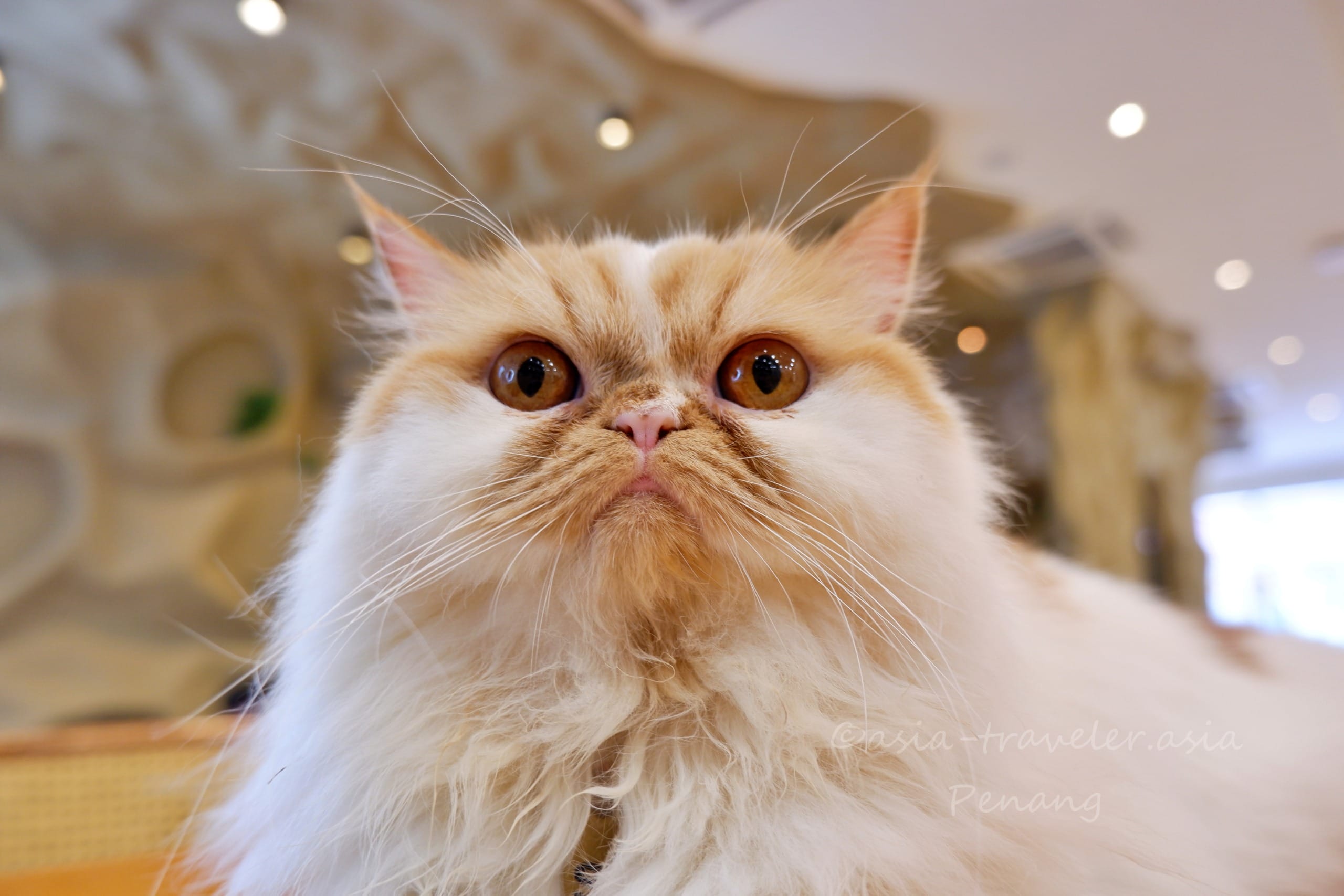 ペナン島・猫カフェ IZAWA Dessert