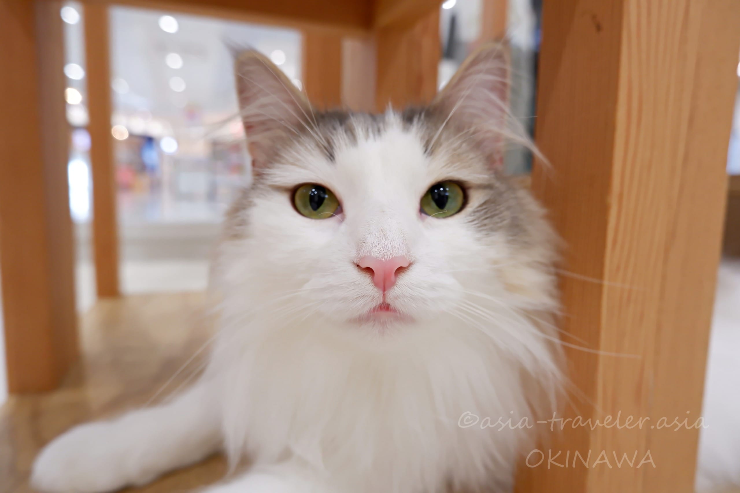 沖縄 イーアス豊崎 猫カフェ